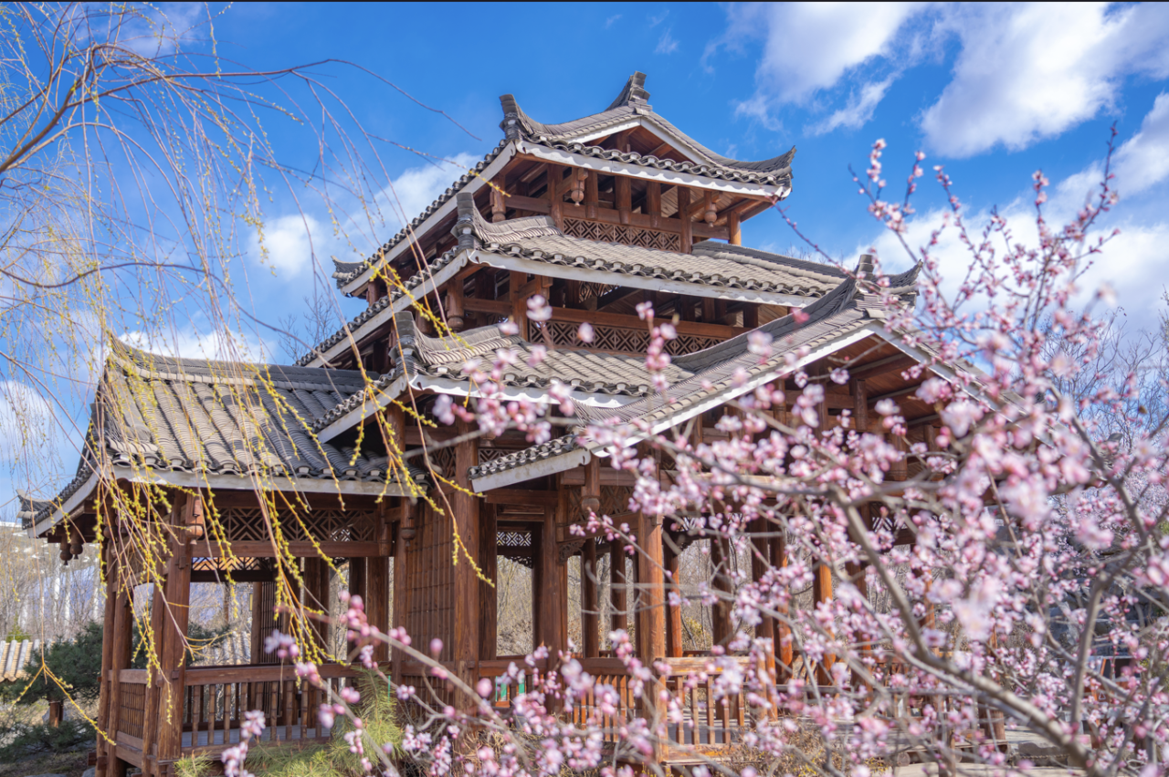 最佳賞花期將至！“開往春天的列車”來(lái)啦！游玩攻略請(qǐng)收好 | 周末京郊微度假