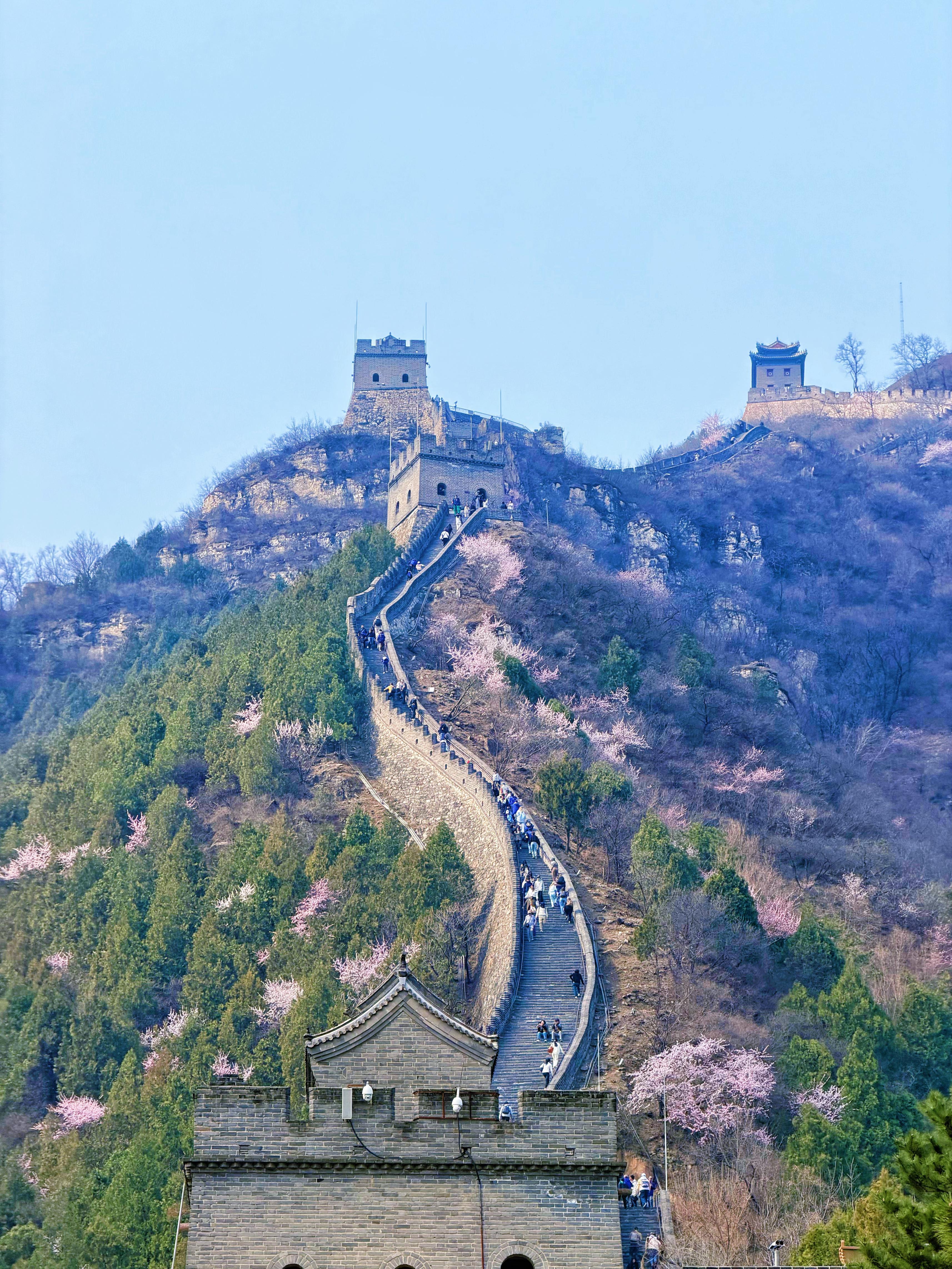 長(zhǎng)城花海上線！北京六段長(zhǎng)城春日賞花全攻略來(lái)了