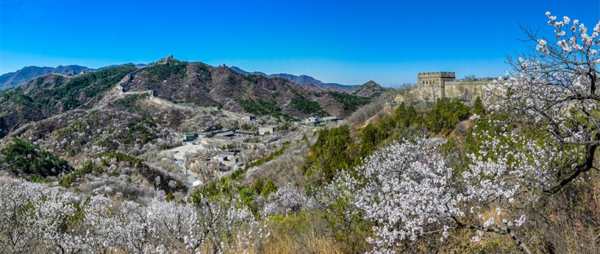 長(zhǎng)城花海上線！北京六段長(zhǎng)城春日賞花全攻略來(lái)了