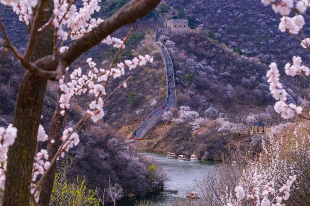 長(zhǎng)城花海上線！北京六段長(zhǎng)城春日賞花全攻略來(lái)了