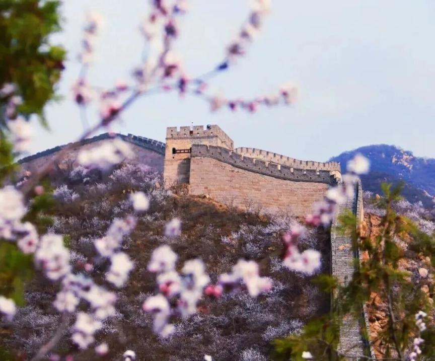 長(zhǎng)城花海上線！北京六段長(zhǎng)城春日賞花全攻略來(lái)了