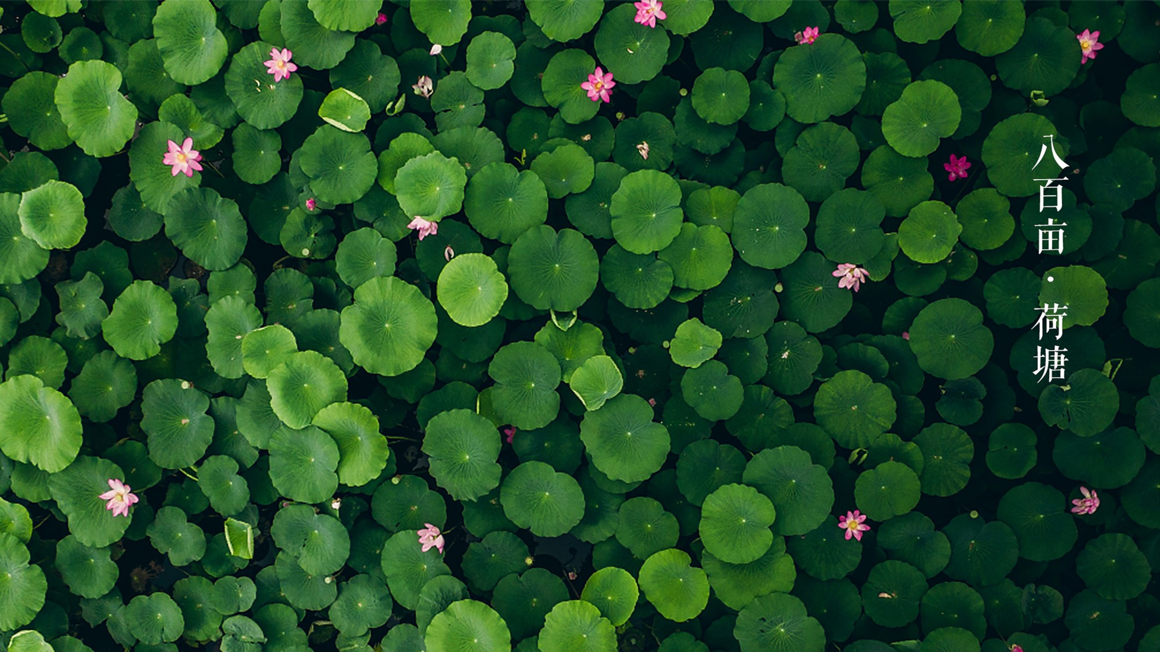 線路四：親子樂(lè)游暢爽之旅