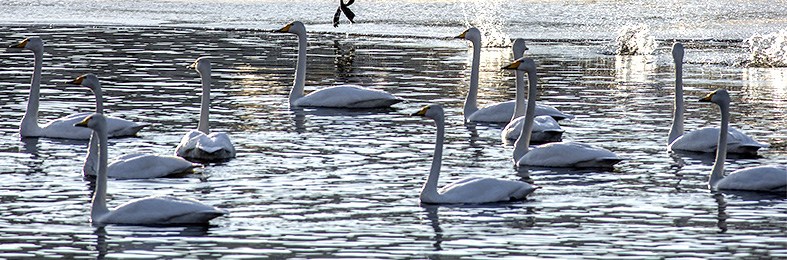 北京陸生野生動(dòng)物名錄