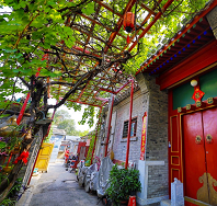 胡同里的采摘季