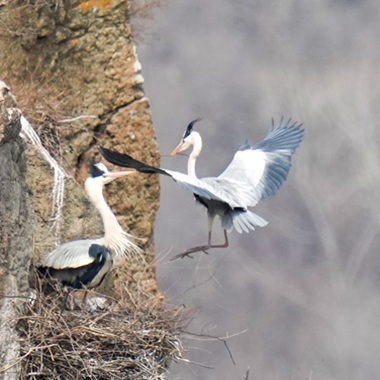 白河堡水庫(kù)迎來(lái)春歸“貴客”