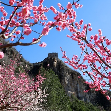 踏青懷柔 山間春至