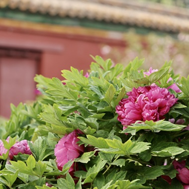 漫步景山 邂逅牡丹國色芳華