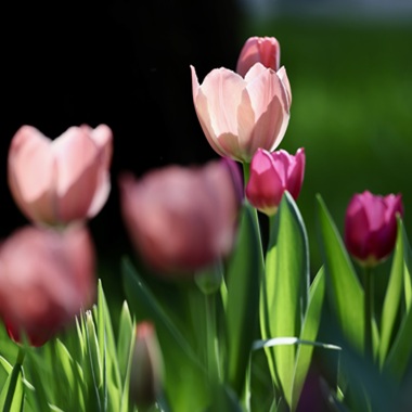 中山公園郁金香盛景