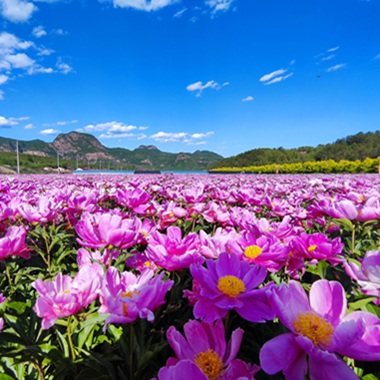 山水畫卷里的懷柔初夏