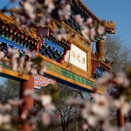 春花爛漫門頭溝 京西春景正當(dāng)時(shí)