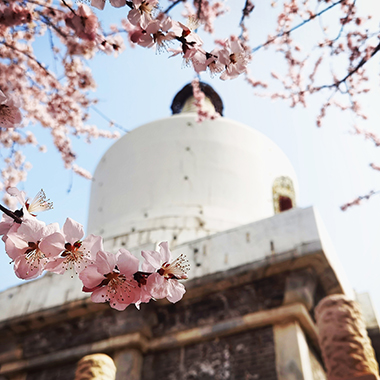 公園里的春色滿園
