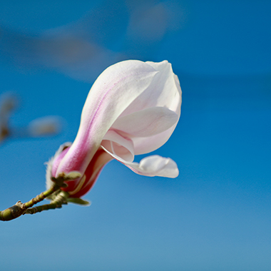 三月春風(fēng)暖 嬌艷玉蘭開(kāi)