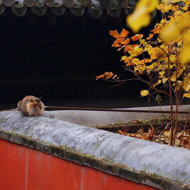 賞紅葉 看秋景 遇見最美秋色