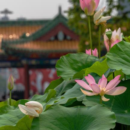 “荷”你相遇   “蓮”動夏日
