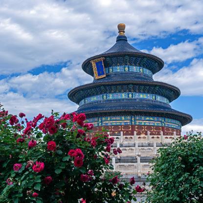 初夏時節(jié) 月季盛開香氣襲人