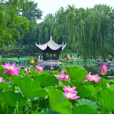 ?炎暑將至 荷花初醒