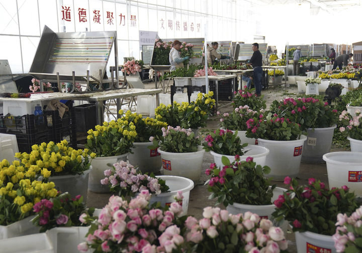 2025年3月24日，工人在云南麗江現(xiàn)代花卉產(chǎn)業(yè)園包裝鮮花。