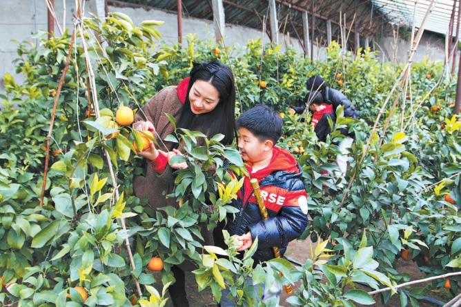 游客在大貴口村的大棚里體驗采摘。