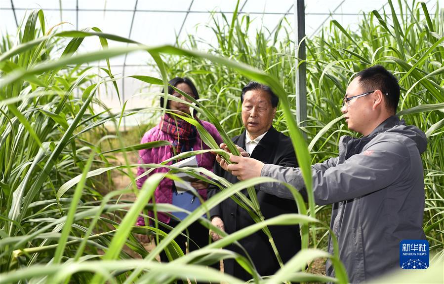林占熺（中）在寧夏銀川市永寧縣閩寧鎮(zhèn)農(nóng)戶劉昌富的大棚里查看菌草生長(zhǎng)情況（2021年3月29日攝）。