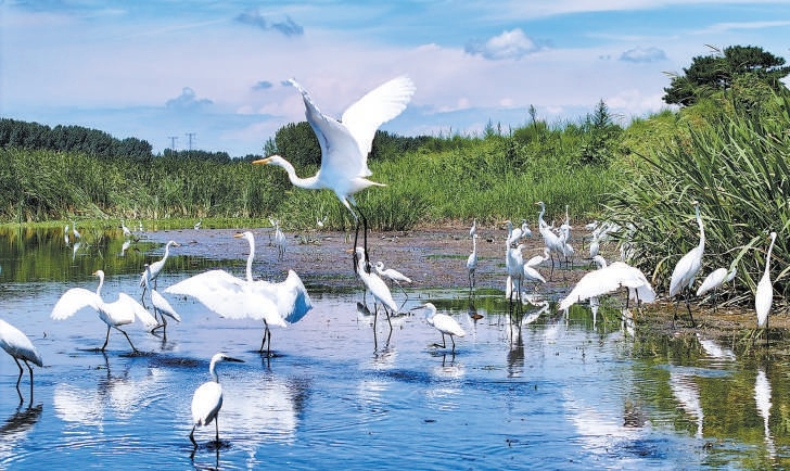 圖為潮白河上白鷺翻飛（資料圖）。