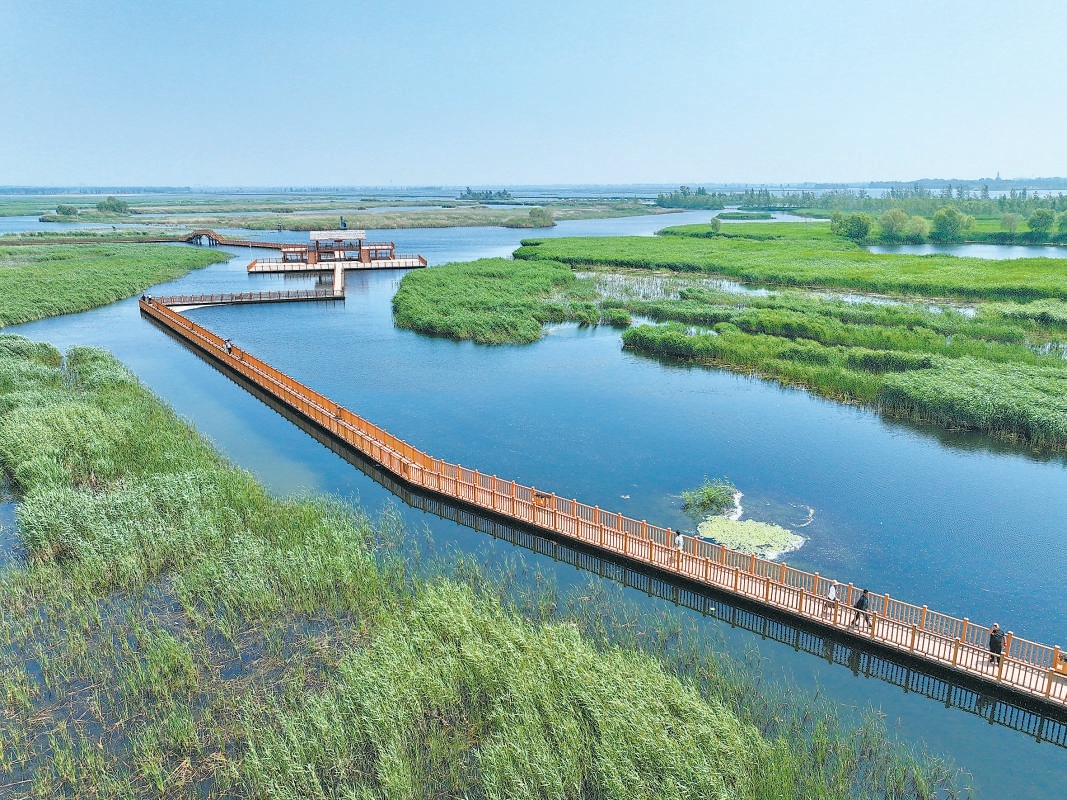 游客在河北雄安新區(qū)白洋淀內(nèi)游覽（2024年5月8日攝）。