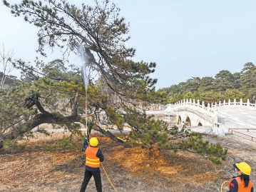 專業(yè)人員對(duì)古松林進(jìn)行養(yǎng)護(hù)作業(yè)。