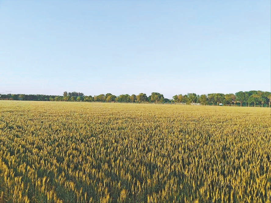 2024年5月拍攝的中國(guó)農(nóng)業(yè)大學(xué)北京通州實(shí)驗(yàn)站果村示范田。