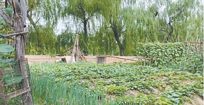 居民過去圈占的私家菜園。