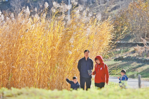 宋莊蓄滯洪區(qū)二期近日開(kāi)放，濃郁秋色引游客流連。