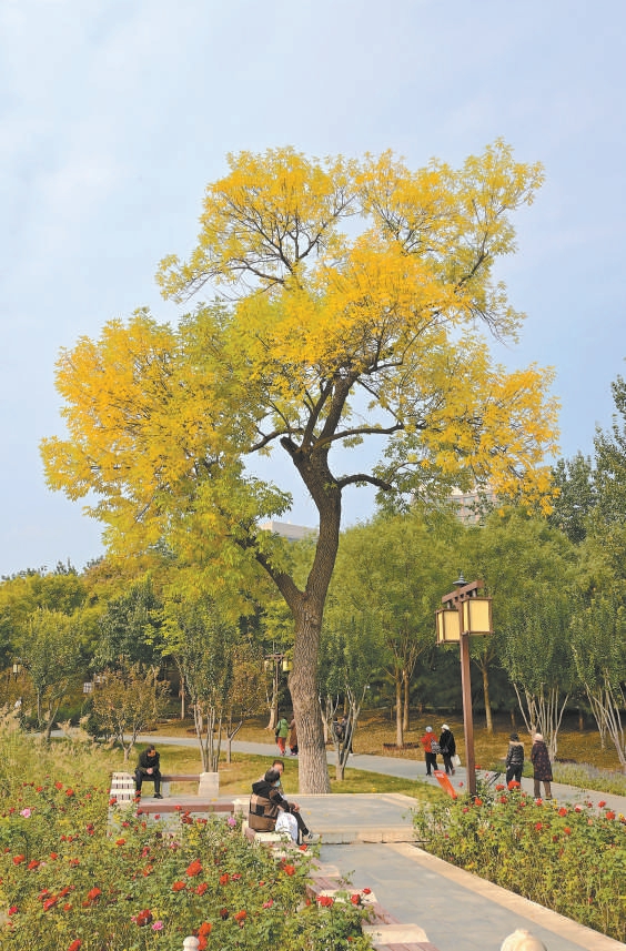 西海子公園里，白蠟樹(shù)漸黃。