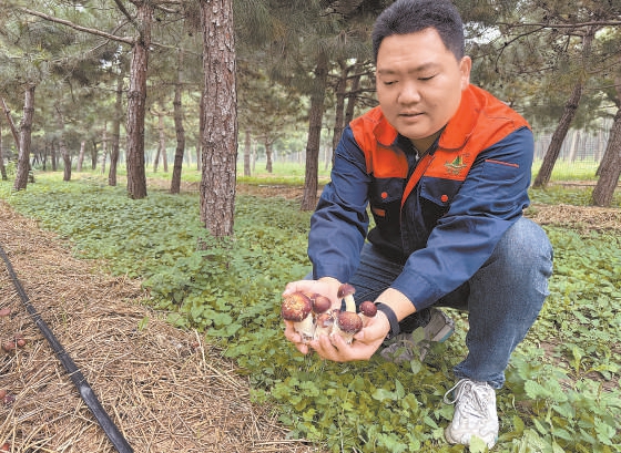 永樂店林場工作人員展示已經(jīng)成熟的蘑菇。