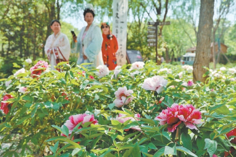 4月28日，“潮運東方 國色芳華”運河牡丹文化周將在漷縣鎮(zhèn)運河牡丹園開幕。近日，已有不少游客率先前往，賞花打卡。